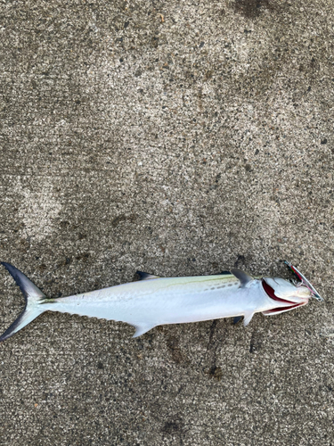 サゴシの釣果