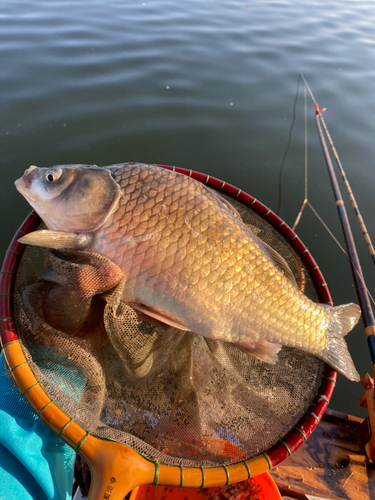 ヘラブナの釣果