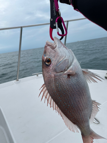 タイの釣果