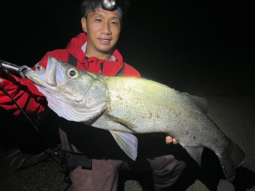 ヒラスズキの釣果