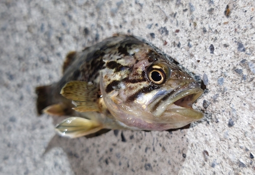 タケノコメバルの釣果