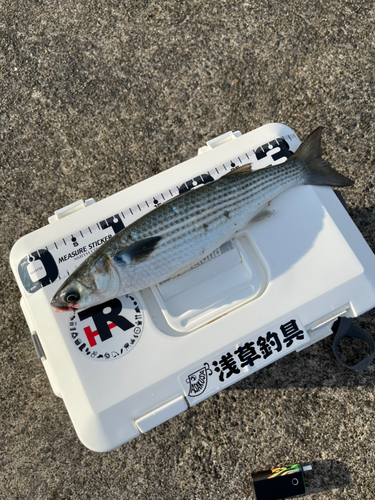 ボラの釣果