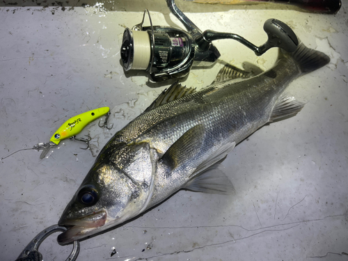 シーバスの釣果