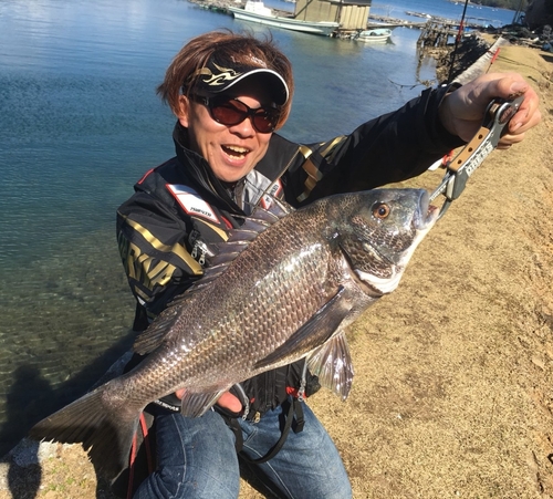 チヌの釣果