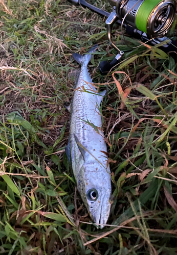 サゴシの釣果