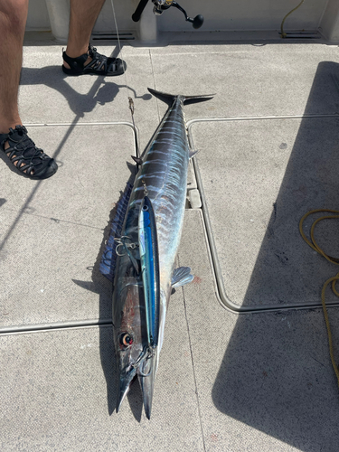 カマスサワラの釣果