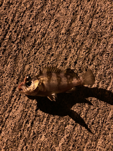 シロメバルの釣果