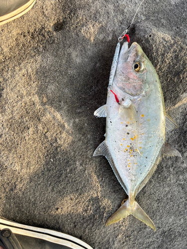 ナンヨウカイワリの釣果