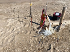 カニの釣果