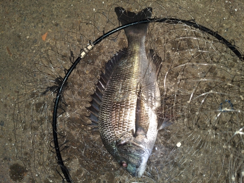 チヌの釣果