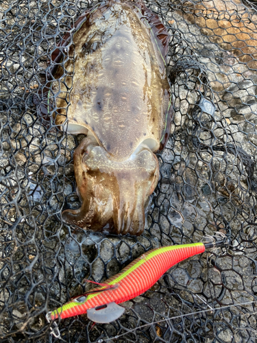 モンゴウイカの釣果