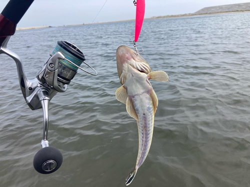 マゴチの釣果