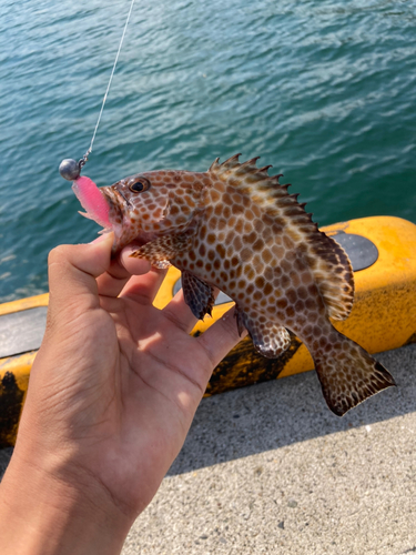 オオモンハタの釣果