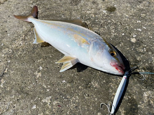 シオの釣果