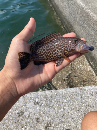 オオモンハタの釣果