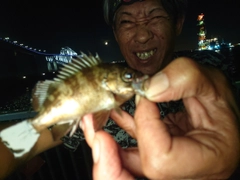 メバルの釣果