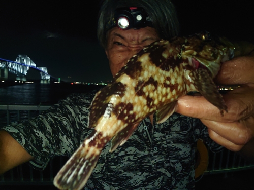 カサゴの釣果