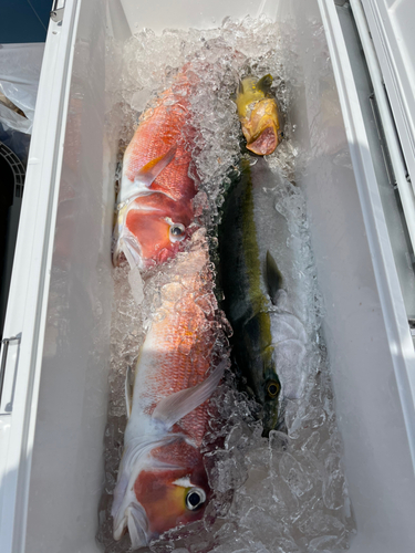 アマダイの釣果