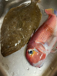 アマダイの釣果