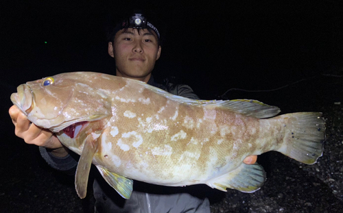 クエの釣果