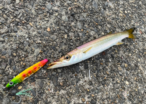 カマスの釣果