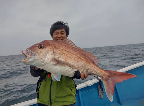 マダイの釣果