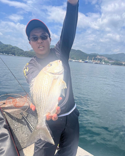 ヘダイの釣果