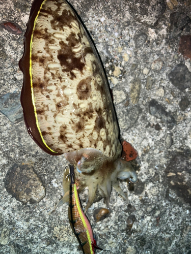 モンゴウイカの釣果