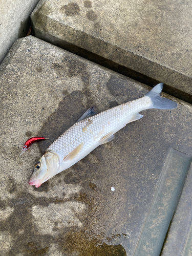 ウグイの釣果