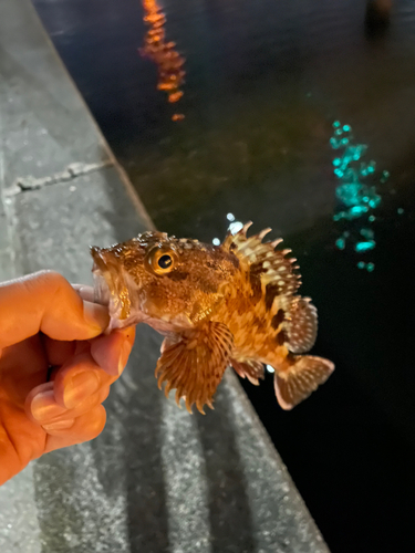 カサゴの釣果