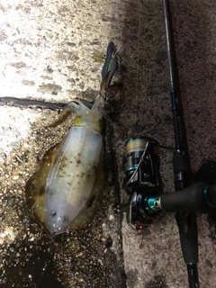 アオリイカの釣果