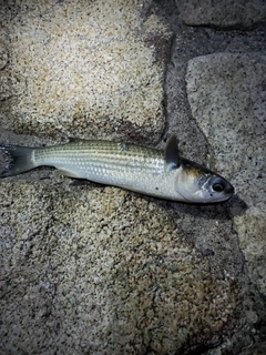 ボラの釣果