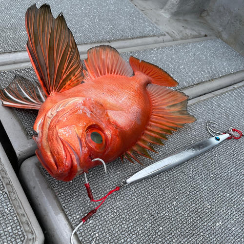 チカメキントキの釣果