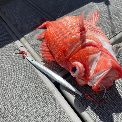 エビスダイの釣果