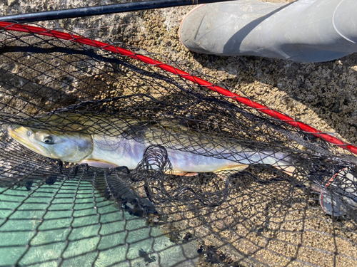 アキアジの釣果