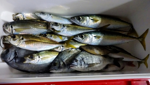 イシダイの釣果