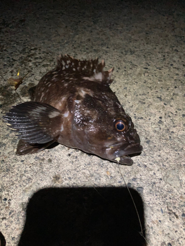 ハチガラの釣果