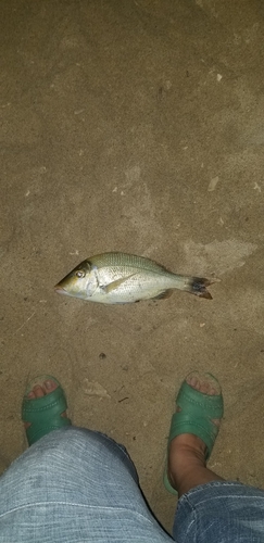 タマンの釣果