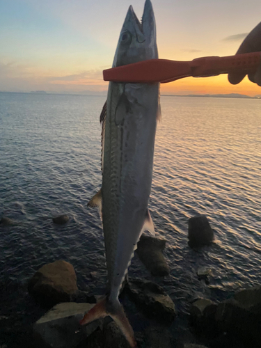 サゴシの釣果