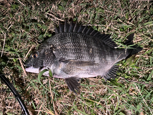 クロダイの釣果