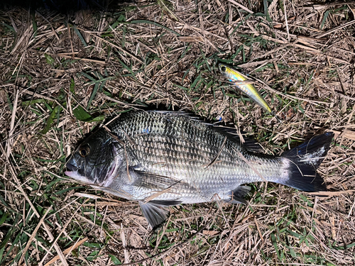 クロダイの釣果