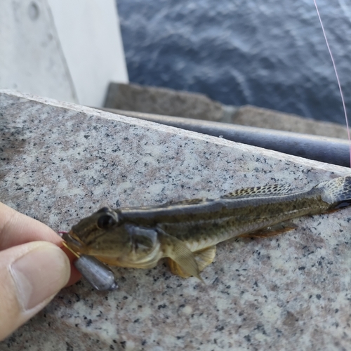 マハゼの釣果