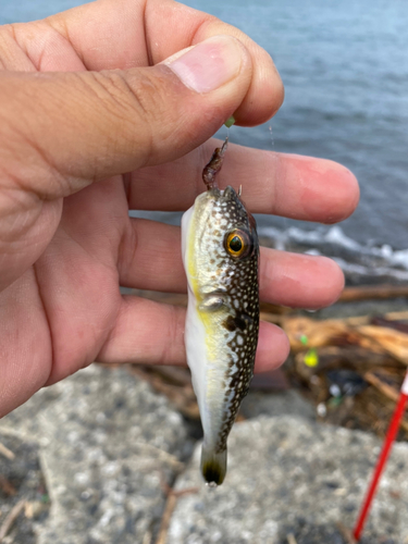 クサフグの釣果