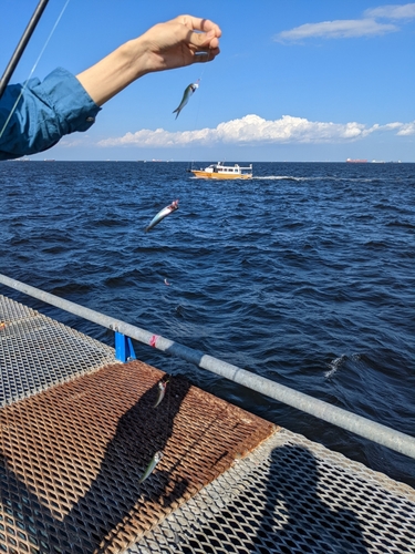 カタクチイワシの釣果