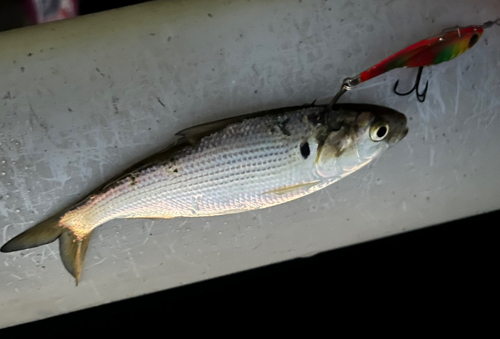 コノシロの釣果