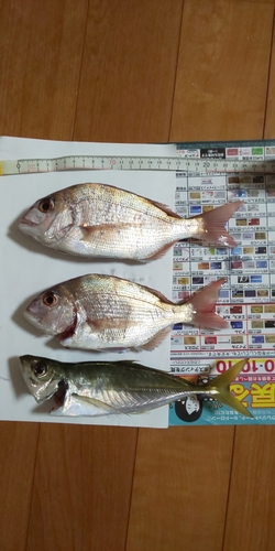 アジの釣果