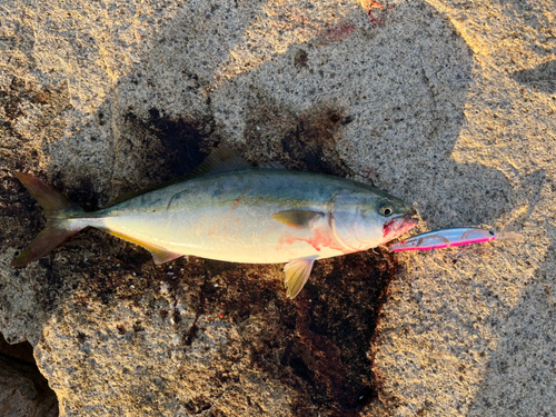 ハマチの釣果