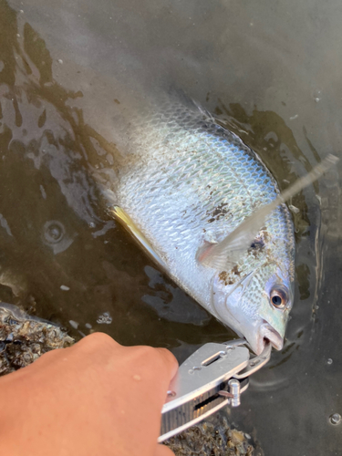 キビレの釣果