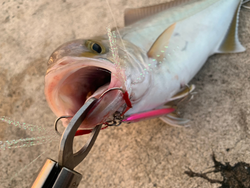 シオの釣果