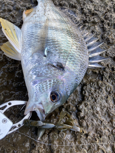 キビレの釣果